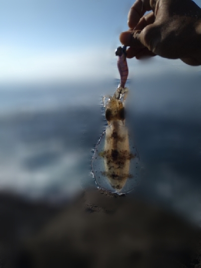 サイトフィッシング